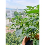 Crazy hot chilli padi seed from kampung (LOCAL)