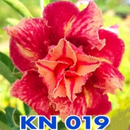 KN019 富贵花沙漠玫瑰 ADENIUM PLANT BUNGA KEMBOJA  泰国花色THAILAND