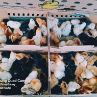 xux. Ecer Eceran DOC Joper Bibit Anak Ayam Kampung Super Anakan Bandung