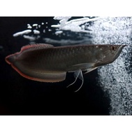 TIT048- PROMO Ikan arwana arwana silver red brazil serat merah ukuran