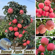 [Fast Germination] 35pcs Bonsai Apple Seeds for Planting Fruits Delicious Fruit Seeds Dwarf Apple Fr