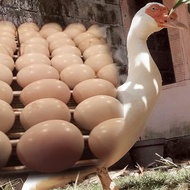 Telur Entok Jumbo Super - Mr. Bronto - Telur Fertil