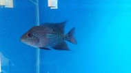 Ikan Louhan Betina Kamfa
