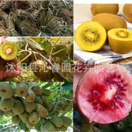 Ready Stock Fast Shipping Kiwi Seeds Kiwi Seeds Kiwi Seeds Kiwi Seeds Fruit Seeds Seeds Wholesale Ve