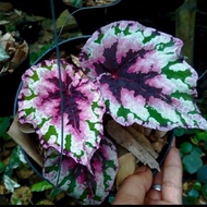 tanaman hias begonia rex pelangi - begonia unik - l