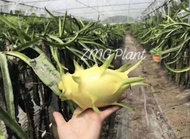 (10cm - 20cm)Israel Yellow Dragon Fruits Trees / Keratan kuning benih anak pokok buah naga