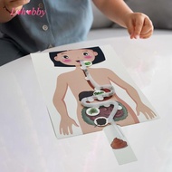 Lohobby Human Digestive System Model, Human Body Parts, Early Education, 3D Puzzle for