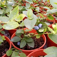 Malaysia Stock Anak Pokok Buah Blueberry Matang Blueberry Potted Plants Live Pot Plants Blue Berry P