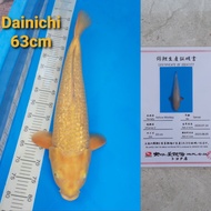 ikan koi import jepang dainichi karashi ginrin jumbo sertifikat