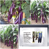 เติบโตง่าย! เมล็ดพันธุ์ มะเขือยาว สีม่วงญี่ปุ่น Japanese Pickling Eggplant Seed 20 เมล็ด คุณภาพดี รา