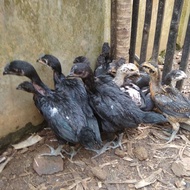 Paket 6ekor anakan ayam pelung