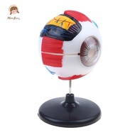 ABongBang Eyeball Anatomy Model For Eye Diseases Study, 6X Human Eye Anatomy Model Eye Anatomy Model