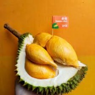 Pokok Durian D13 Golden Bun