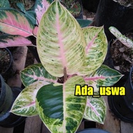 Aglaonema Moonlight 4-5 daun