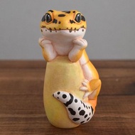 斯文的豹紋守宮