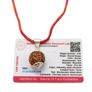 5 Mukhi (5 Face Rudraksha) Lab Certified Original Rudraksha Bead with Red Thread