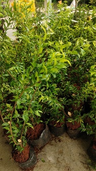 10 cây mai nu đen chiếu thủy ( 10 tặng 1 )