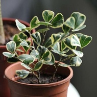 Variegated Ficus Triangularis