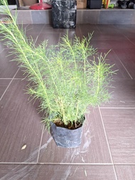 SNT = Dill Herbs / Daun Dill