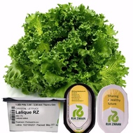 ☃Lalique Crystal Lettuce Seeds | 200 &amp; 1000 Pills | Rijk Zwaan