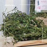 Caycay Alfalfa Hay Grass A Lot Of Flowers Alfalfa Hay Rabbit Hay