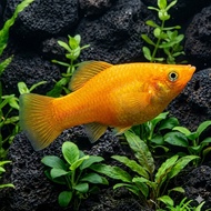 IKAN HIAS MOLLY GOLDEN GOLD AIR TAWAR