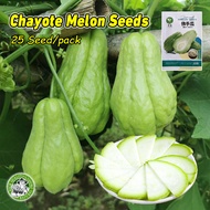 (25pcs/pack) High Yield Chayote Seeds for Planting Vegetables Plants 100% Fresh Chayote Melon Seeds 