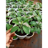 Chậu cây Xô Thơm Trắng - Sacred White Sage (Salvia apiana) thanh tẩy năng lượng tiêu cực