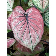 Cute Indoor plant - Caladium Pink Hybrid