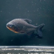 Readyyy Hiasan Aquarium Ikan Black Pacu / Bawal Hitam Ikan predator ikan hias