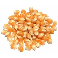 USA Premium Popcorn Seed Mushroom Kernels 爆米花仁 Biji Popcorn 500gm