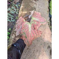 Sindo - Caladium Pink Syimphony Live Plant 7WJJ1XS857