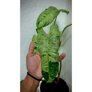 Aroid Philodendron Paraiso Verde Variegated