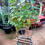 Pohon Anggur Ninel Berbuah 12dompol/Bibit Anggur Import berbuah