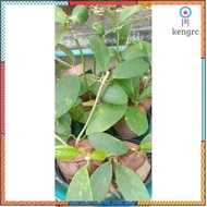 Hoya*diversifolia,โฮย่ากล้วยปิ้ง, โฮย่าไม้นิ้ว,สวนแนวตั้ง ต้นไม้ยอดนิยม ยอดขายดีอันดับหนึ่ง