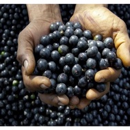 ANAK POKOK ACAI BERRY - ACAIBERRY SUPER FOOD - ASAL BRAZIL