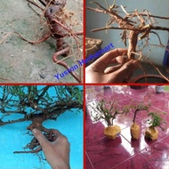 READY BONGGOL PUTRI MALU BAHAN BONSAI BONUS BENIH