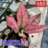 Aglaonema - Kamkoon Pink | Live Plant | Aglao (NO POT)