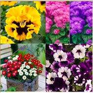 Flower Seeds Pansy Seeds Floss Flower Seeds Petunia Seeds English Daisy Seeds Heirloom Specially Sou