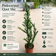 TKL - Outdoor Podocarpus Quetshe FengShui Plant 90-100cm 雀舌罗汉松 90-100cm