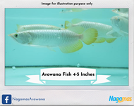 Nagamas - Golden Highback Arowana Fish (1 unit - around 4-5 inches)