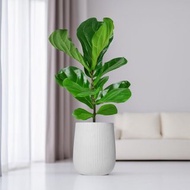 琴葉榕水泥盆栽 大盆栽 直條湛白圓盆 落地盆栽禮 北歐極簡 植栽