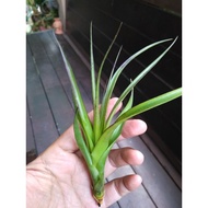 Tillandsia Polistachia (airplant)