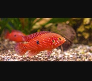 Mantap Banget Amara Red Jewel Cichlid Aquarium