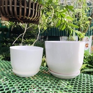 (Pot + plate) Porcelain white round plastic pot with super cute plate, 99% like porcelain