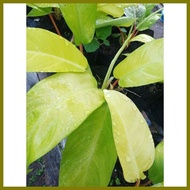 ▩ ✭ ▼ PHILODENDRON ORLANDO (Lemon Lime)Philodendron hederaceum Lemon