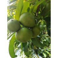 黑肉柿 Pokok Black Sapote