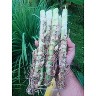 5 Keratan Batang Napier Dwarf | Daun Napier