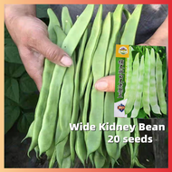 เมล็ดพันธุ์ถั่วแขก Wide Green Kidney Bean Seeds หวานกรอบ งอกง่าย 20เมล็ด/ซอง เมล็ดพันธุ์ ถั่วแขก เออรี่บุช สีเขียวอ่อน French Bean Vegetable Seeds Green Beans Plants Seeds Snap Beans Seeds for Planting F1 เมล็ดพันธุ์ผัก เมล็ดพันธุ์ ผักสวนครัว บอนสี ต้นไม้