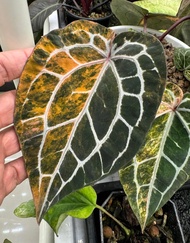 Bibit Bonggol Anthurium Variegata H008 / Kuping Gajah Hybrid Import